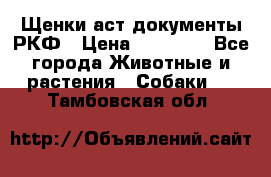 Щенки аст документы РКФ › Цена ­ 15 000 - Все города Животные и растения » Собаки   . Тамбовская обл.